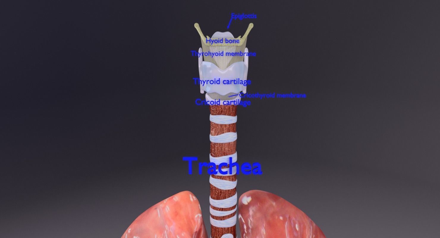 respiratory tract lung trachea 3D model_3