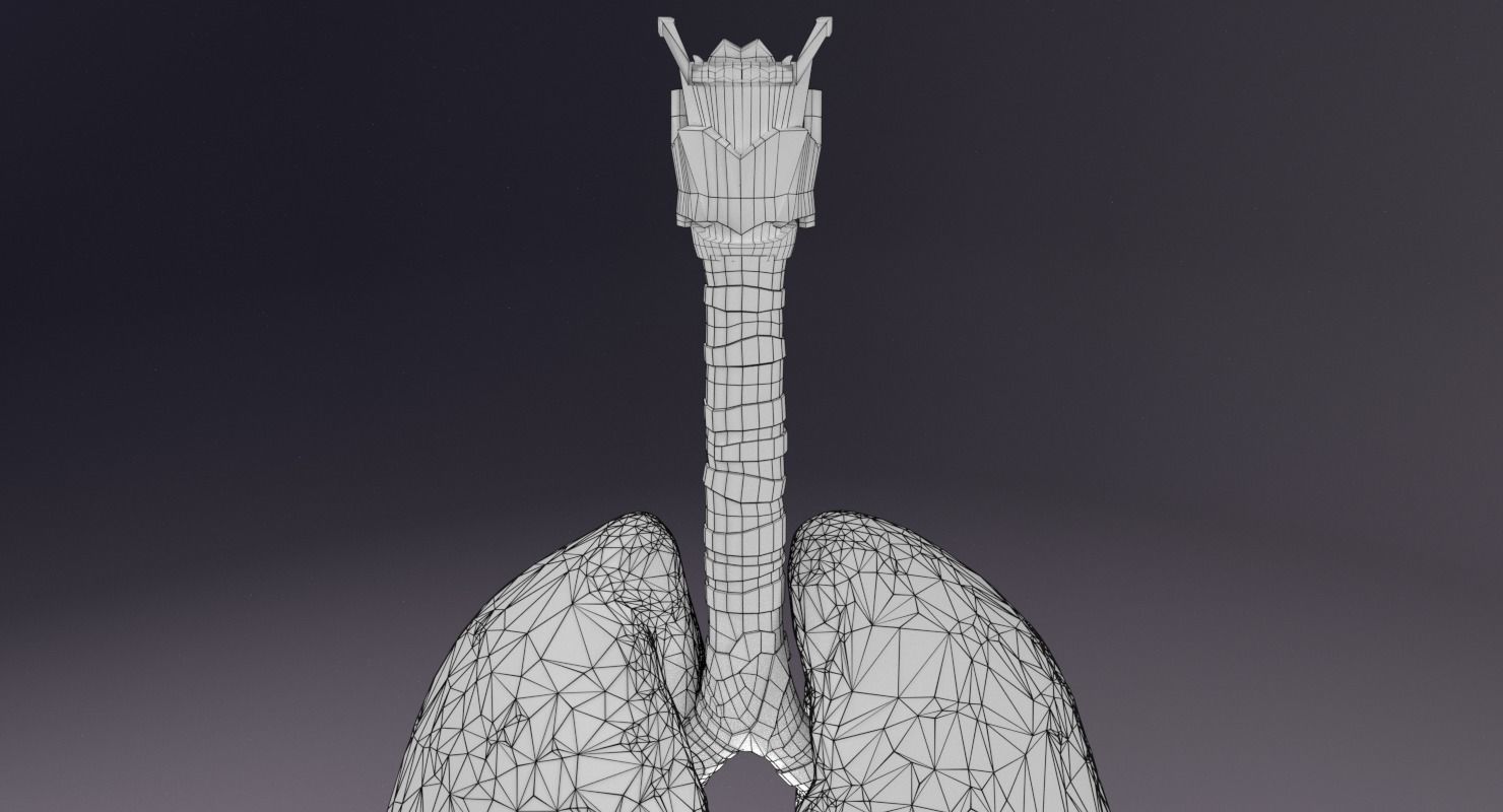 respiratory tract lung trachea 3D model_9