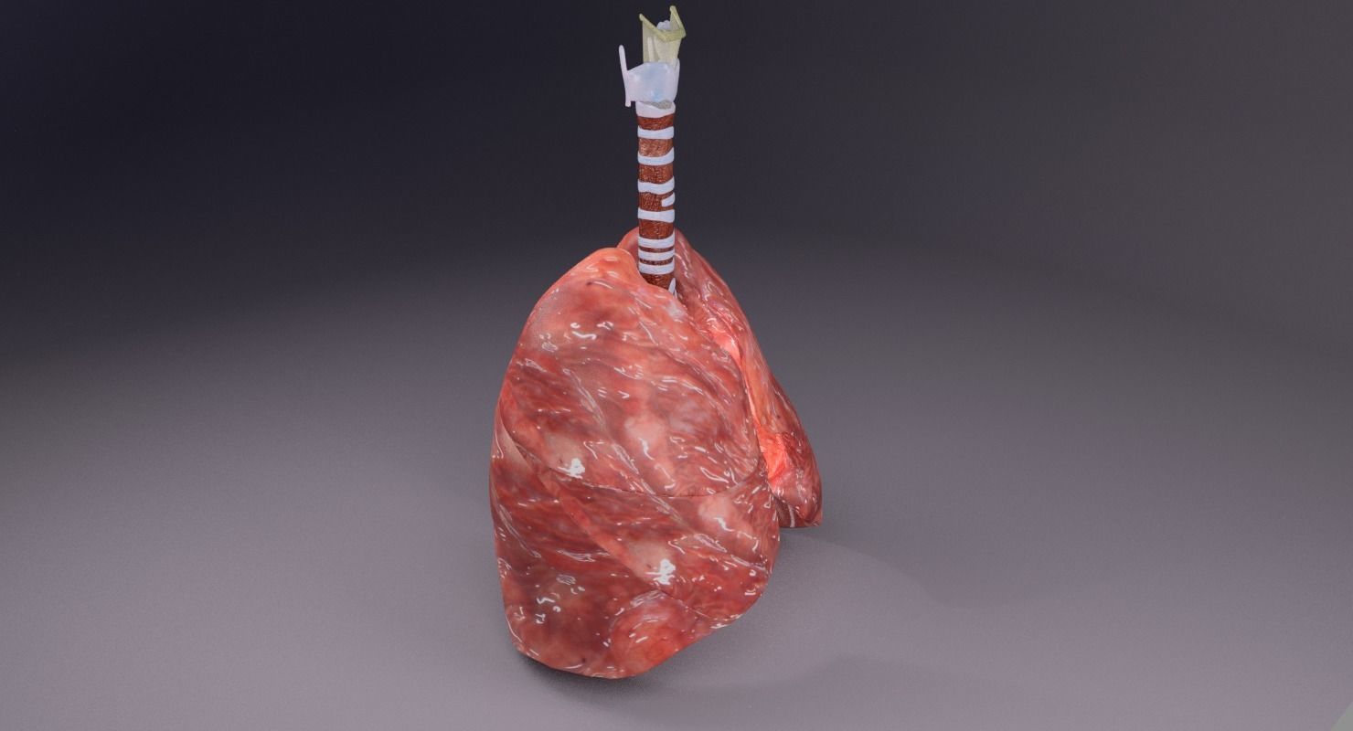 respiratory tract lung trachea 3D model_18
