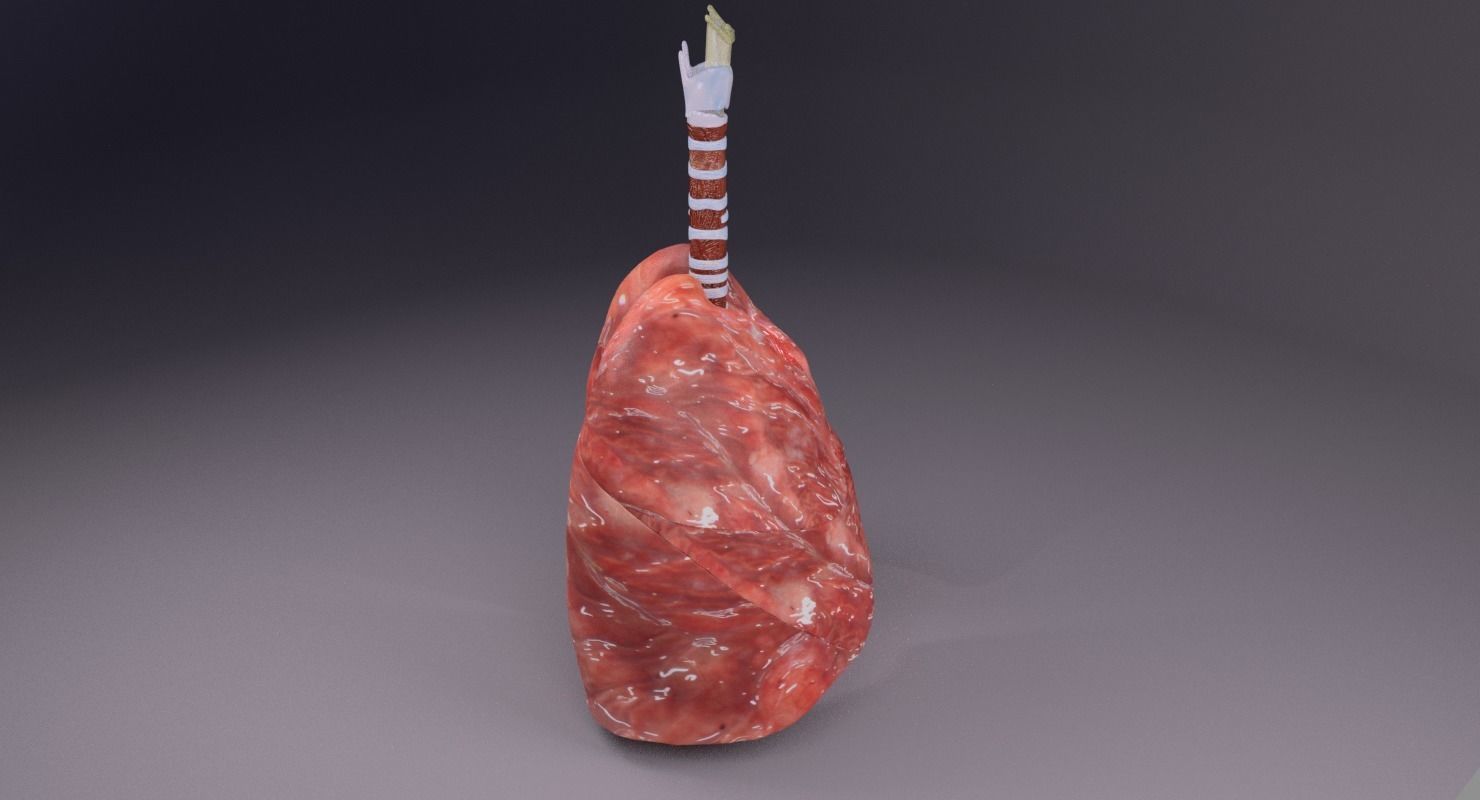 respiratory tract lung trachea 3D model_19