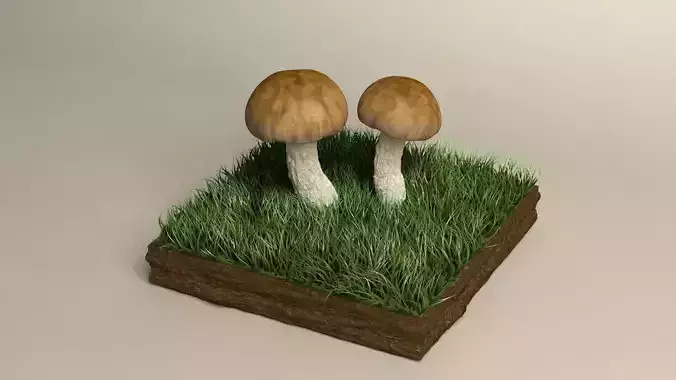 mushroom shiitake