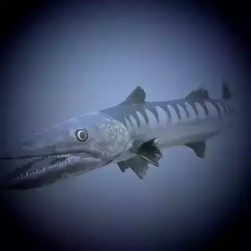 Barracuda Fish