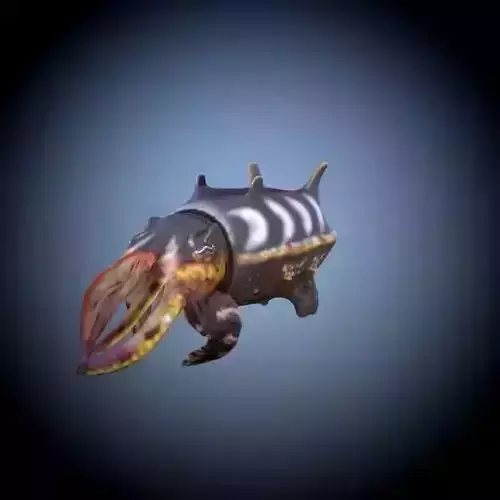 Cuttlefish octopus