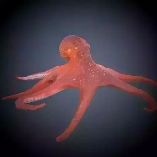 Octopus 3D model Octopus 3D model