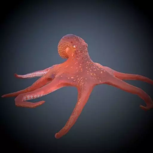Octopus 3D model_0