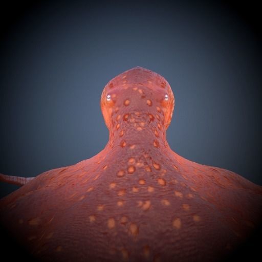 Octopus 3D model_5