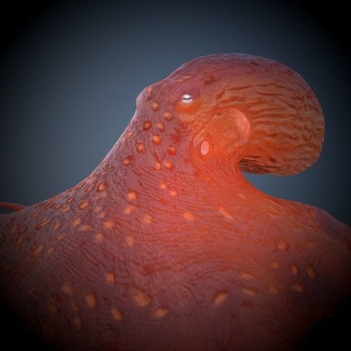 Octopus 3D model_4