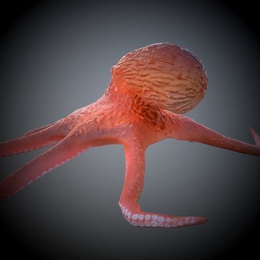 Octopus 3D model_3