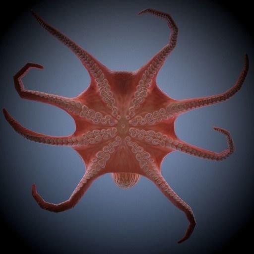 Octopus 3D model_2