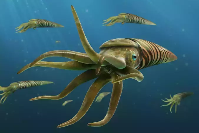 Orthoceras octopus head Low-poly 3D model