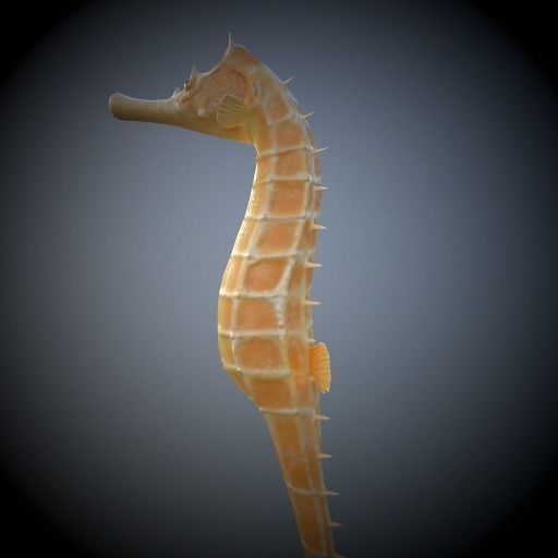 Seahorse 3D model_5