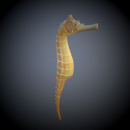 Seahorse 3D model_2