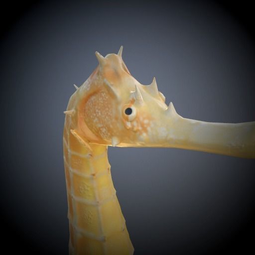 Seahorse 3D model_4