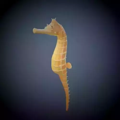 Seahorse