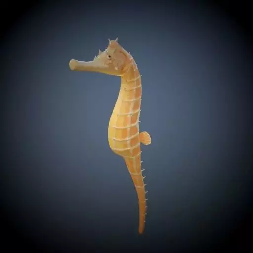 Seahorse 3D model_0