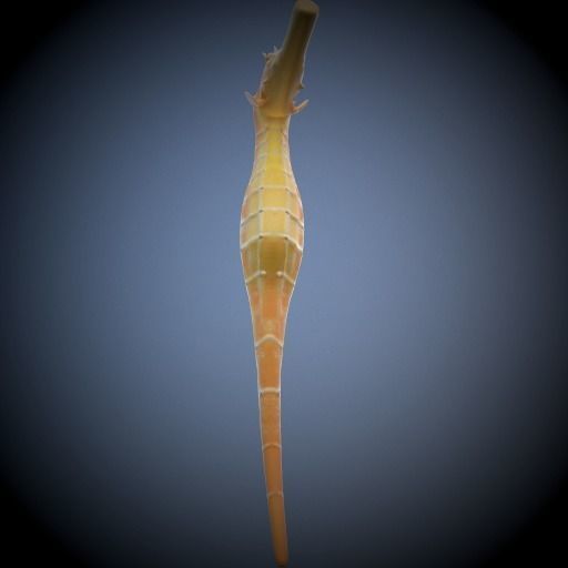 Seahorse 3D model_3