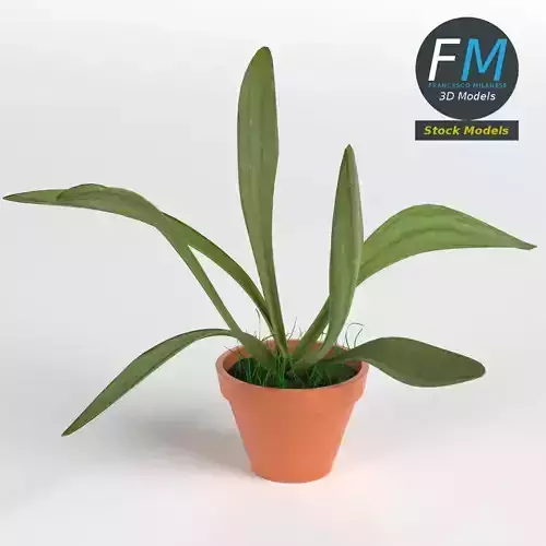Potted plant 1 3D model