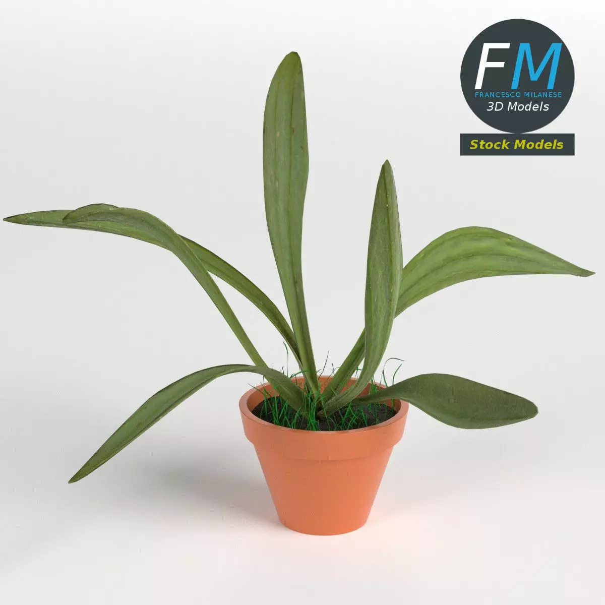 Potted plant 1 3D model_0