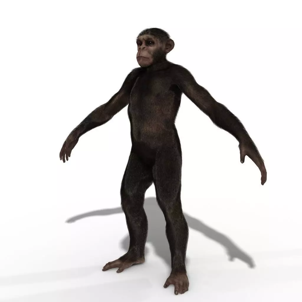 Low Poly Monkey Ape Chimp Chimpanzee Primate Early Man Low-poly 3D model_0