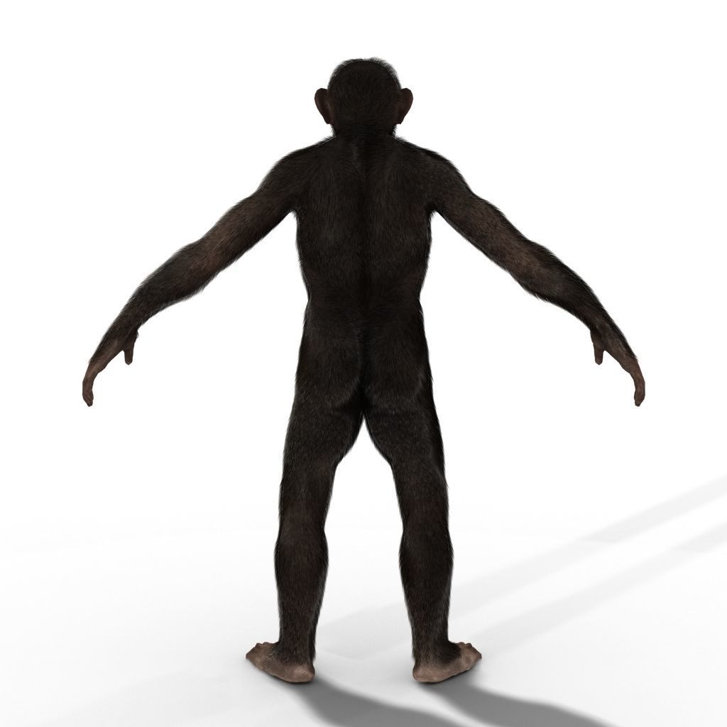 Low Poly Monkey Ape Chimp Chimpanzee Primate Early Man Low-poly 3D model_4