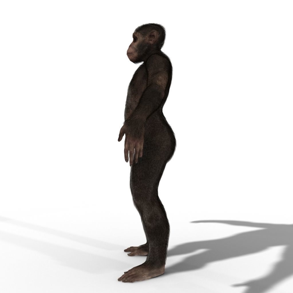 Low Poly Monkey Ape Chimp Chimpanzee Primate Early Man Low-poly 3D model_2
