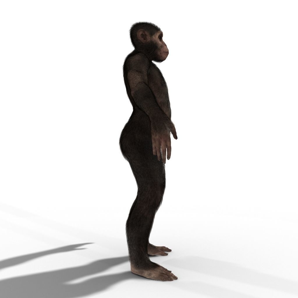 Low Poly Monkey Ape Chimp Chimpanzee Primate Early Man Low-poly 3D model_5