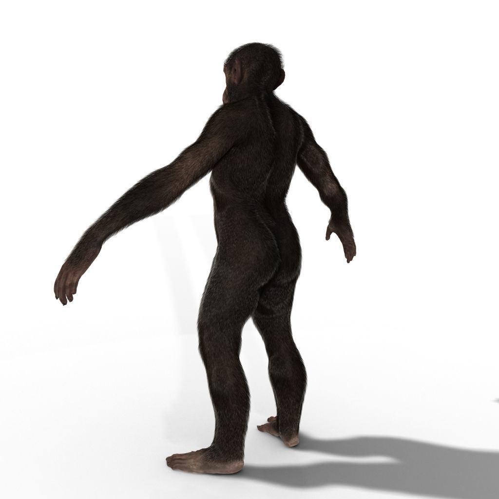Low Poly Monkey Ape Chimp Chimpanzee Primate Early Man Low-poly 3D model_3