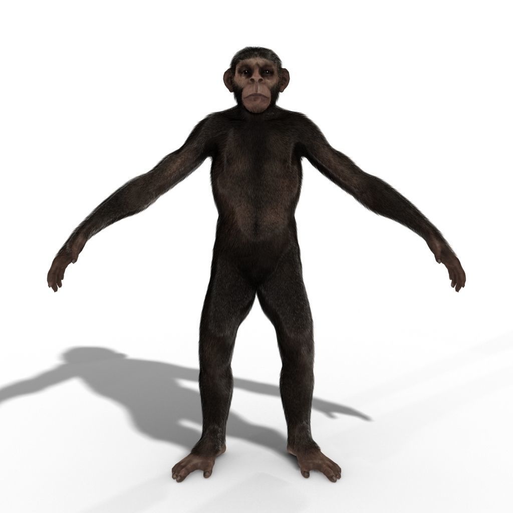 Low Poly Monkey Ape Chimp Chimpanzee Primate Early Man Low-poly 3D model_1