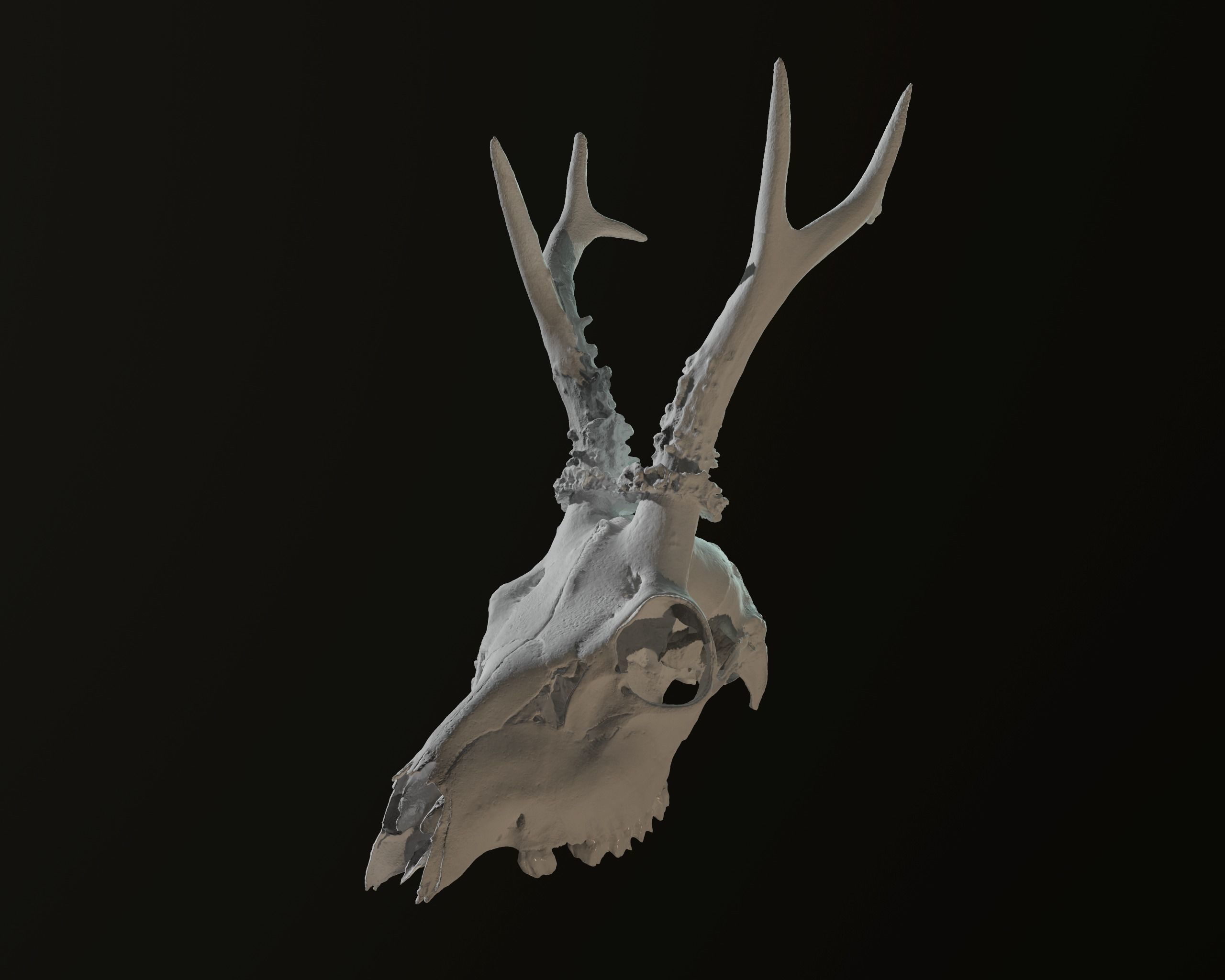 Deadly Skull 01 Low-poly 3D model_13