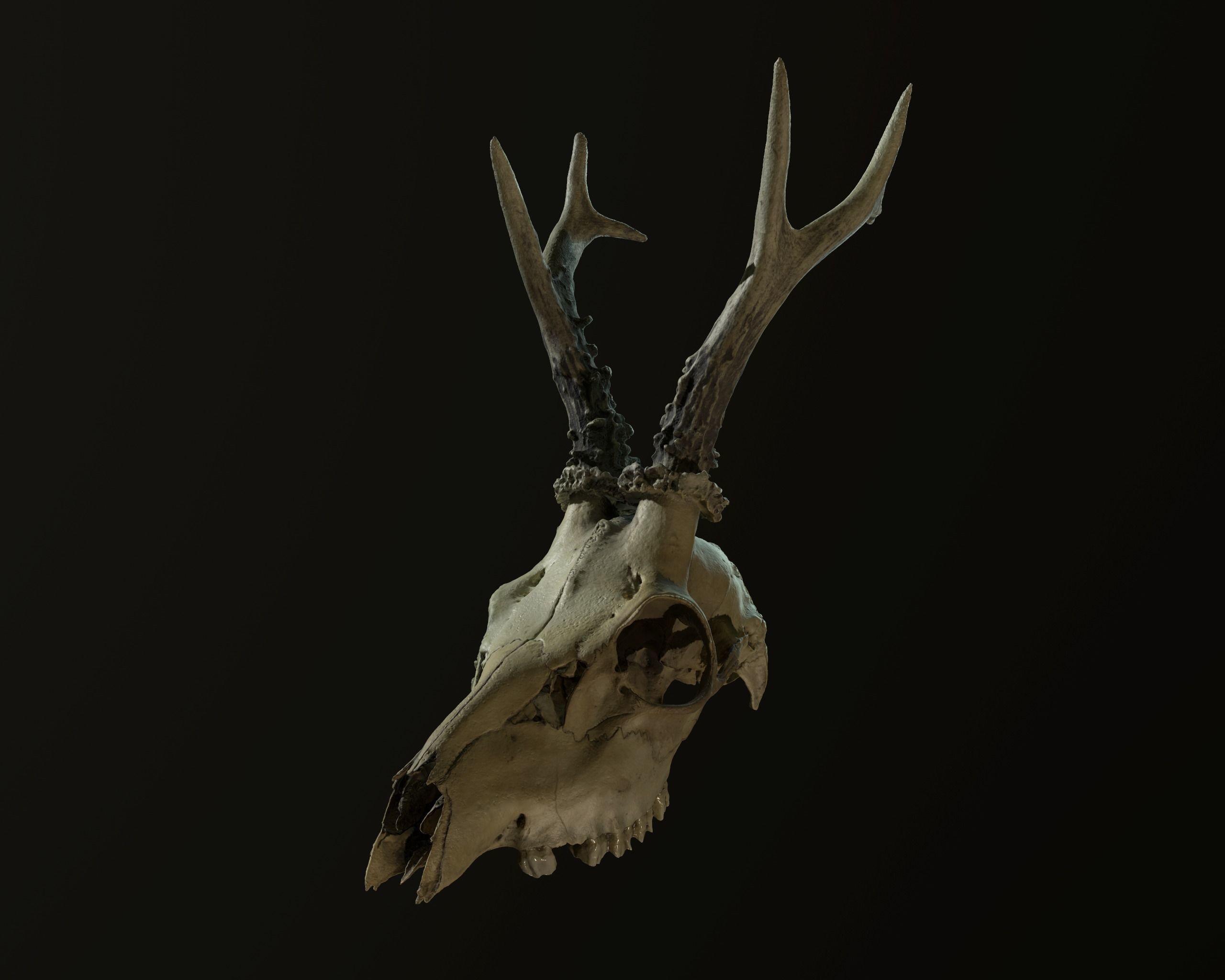 Deadly Skull 01 Low-poly 3D model_9