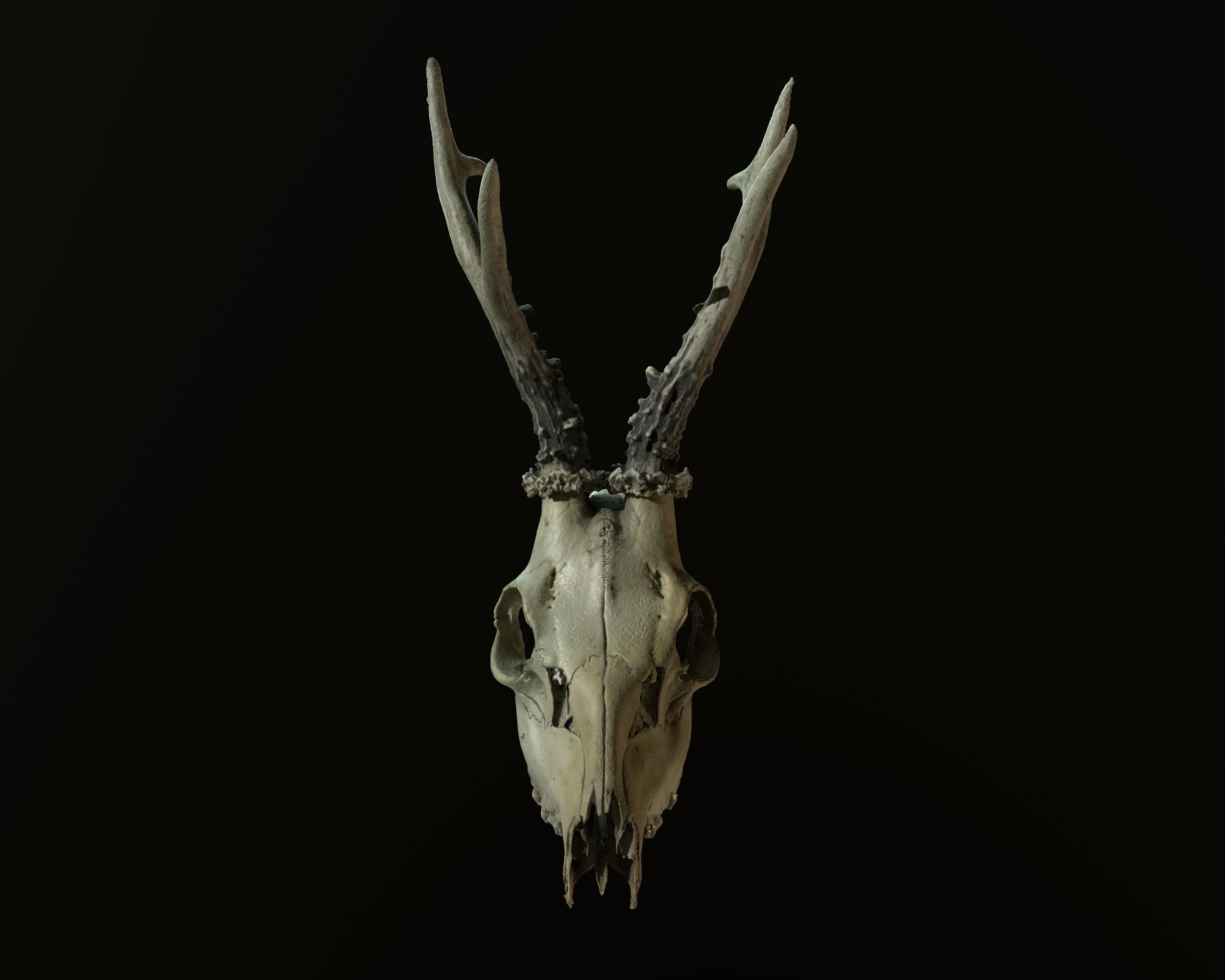 Deadly Skull 01 Low-poly 3D model_10