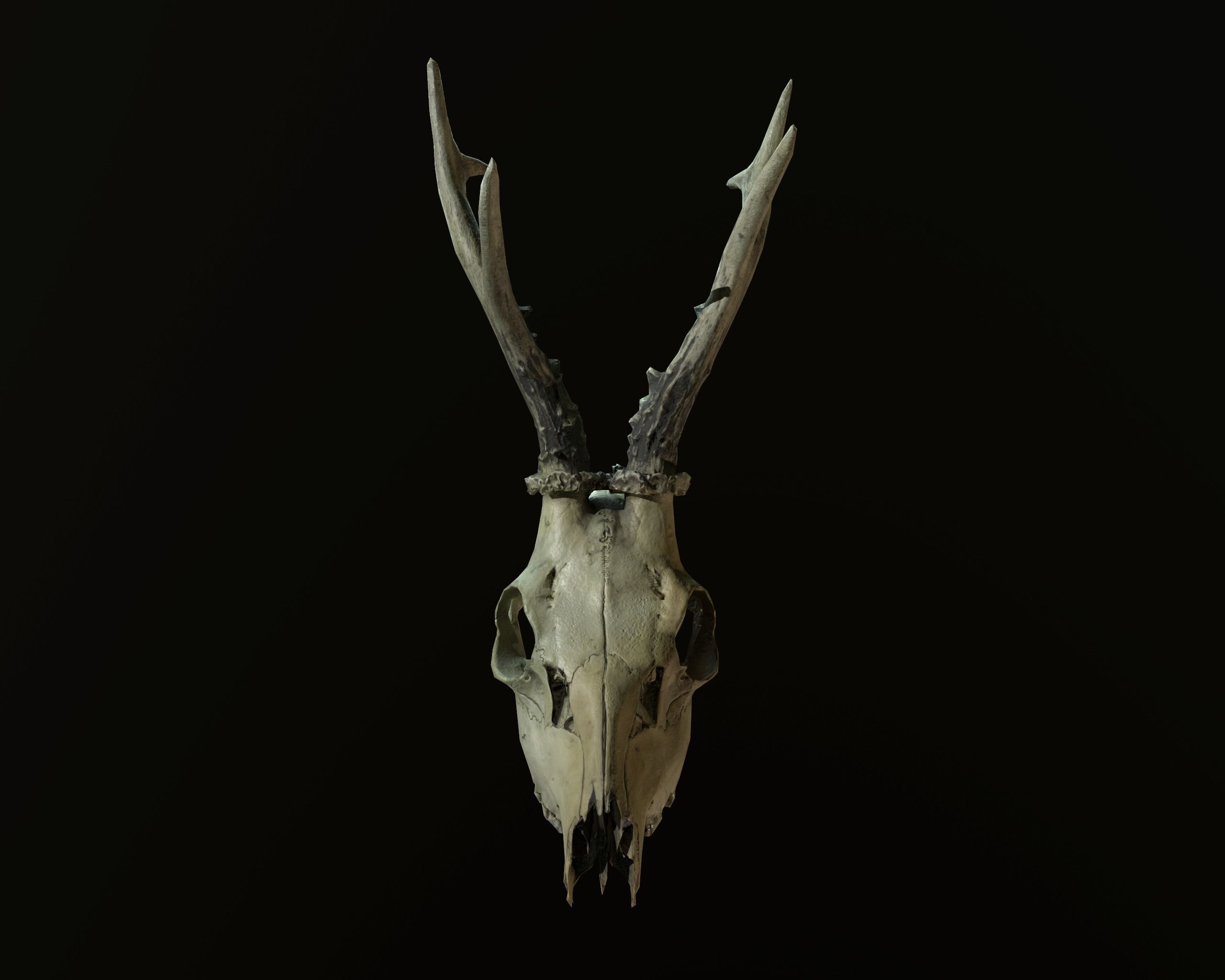 Deadly Skull 01 Low-poly 3D model_4