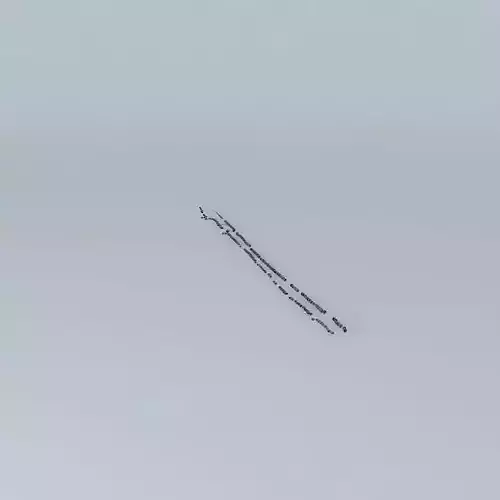 Trees along the Avenue