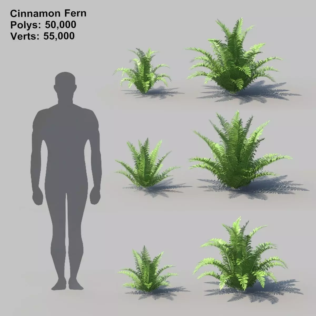 Cinnamon Fern With Animation 3D model