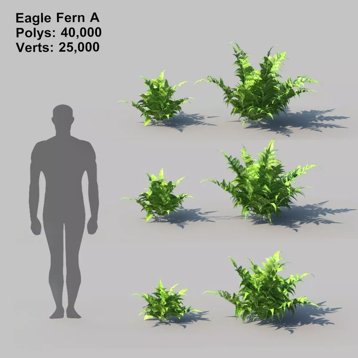 Eagle Fern A With Animation 3D model_0
