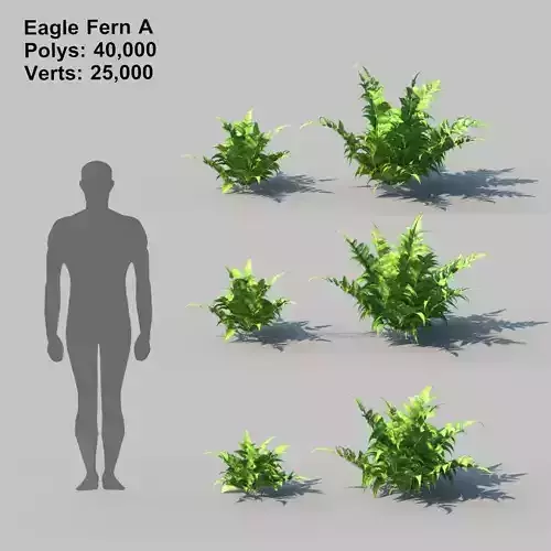 Eagle Fern A With Animation