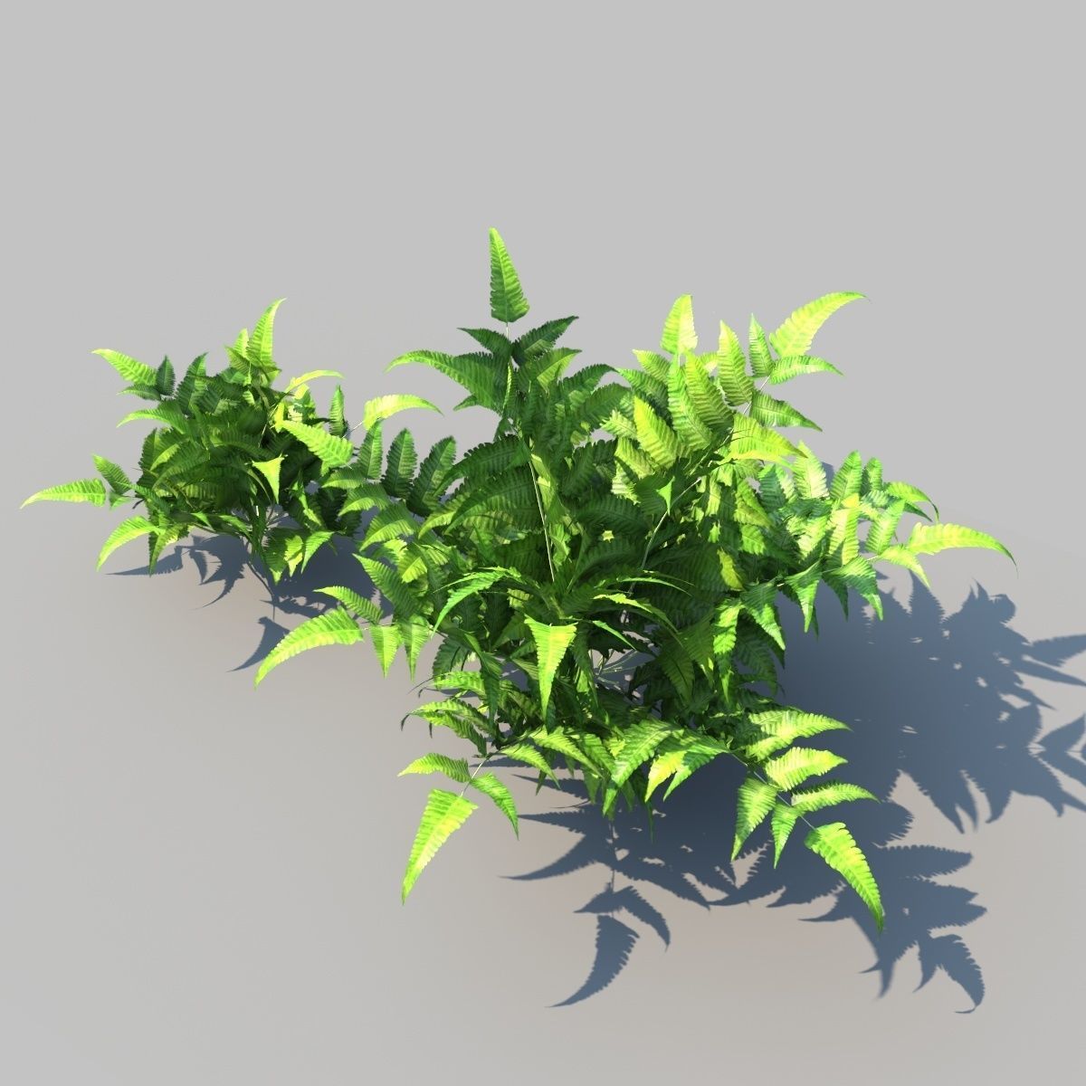 Eagle Fern A With Animation 3D model_3