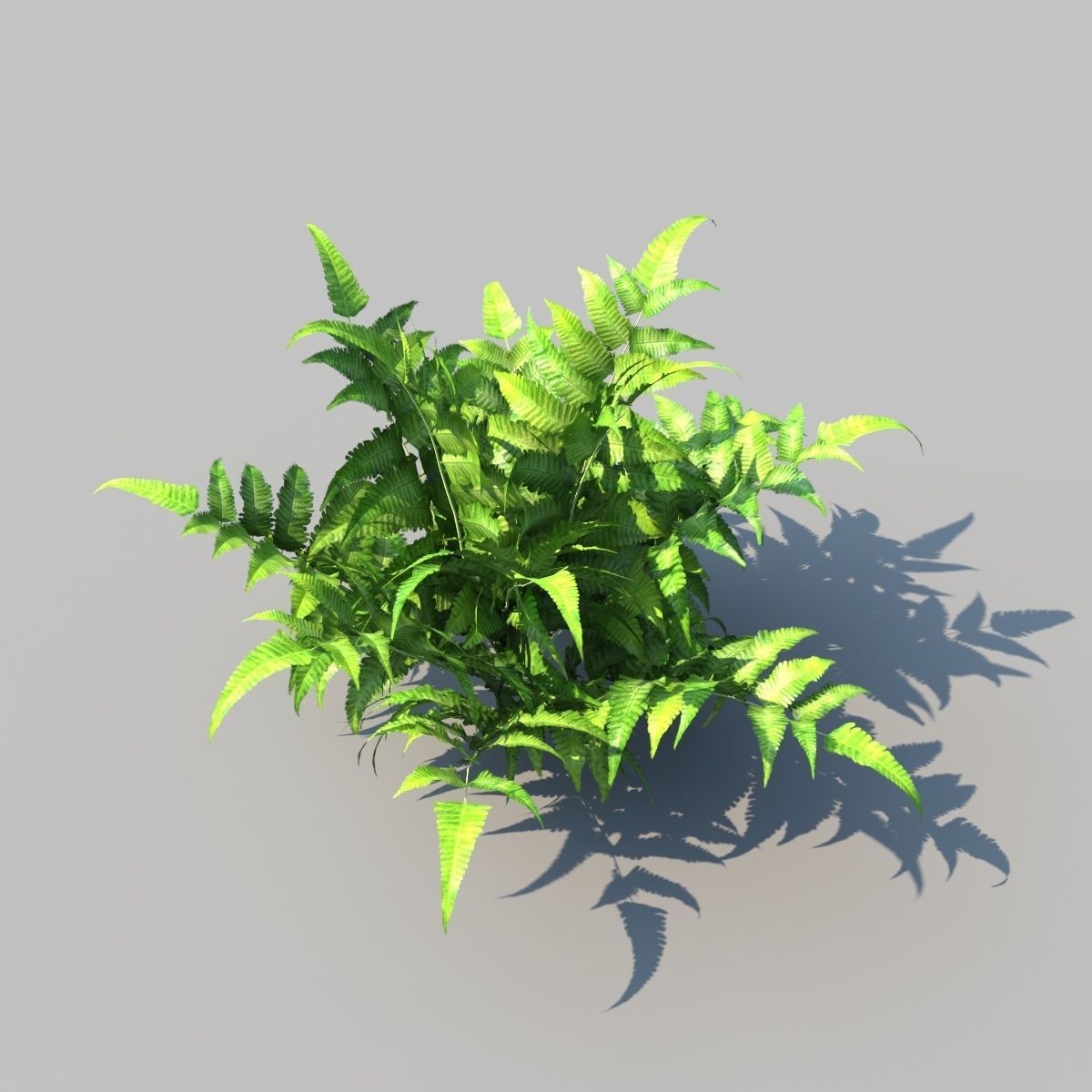 Eagle Fern A With Animation 3D model_4