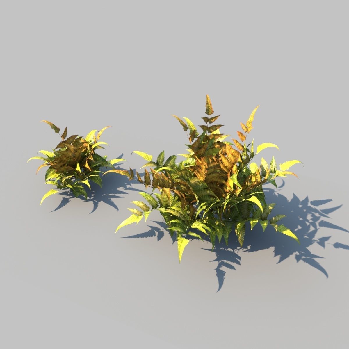 Eagle Fern B With Animation 3D model_3