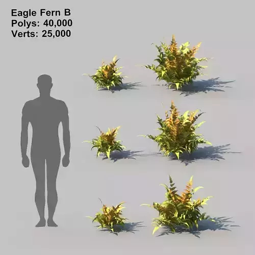 Eagle Fern B With Animation
