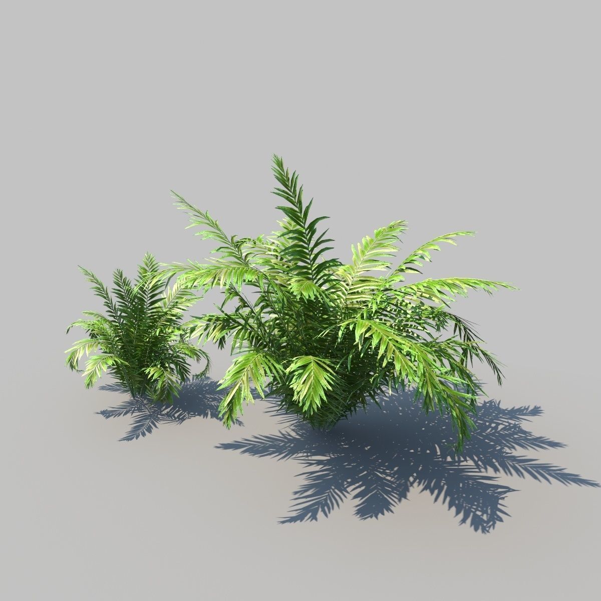Fish Tail Fern With Animation 3D model_5