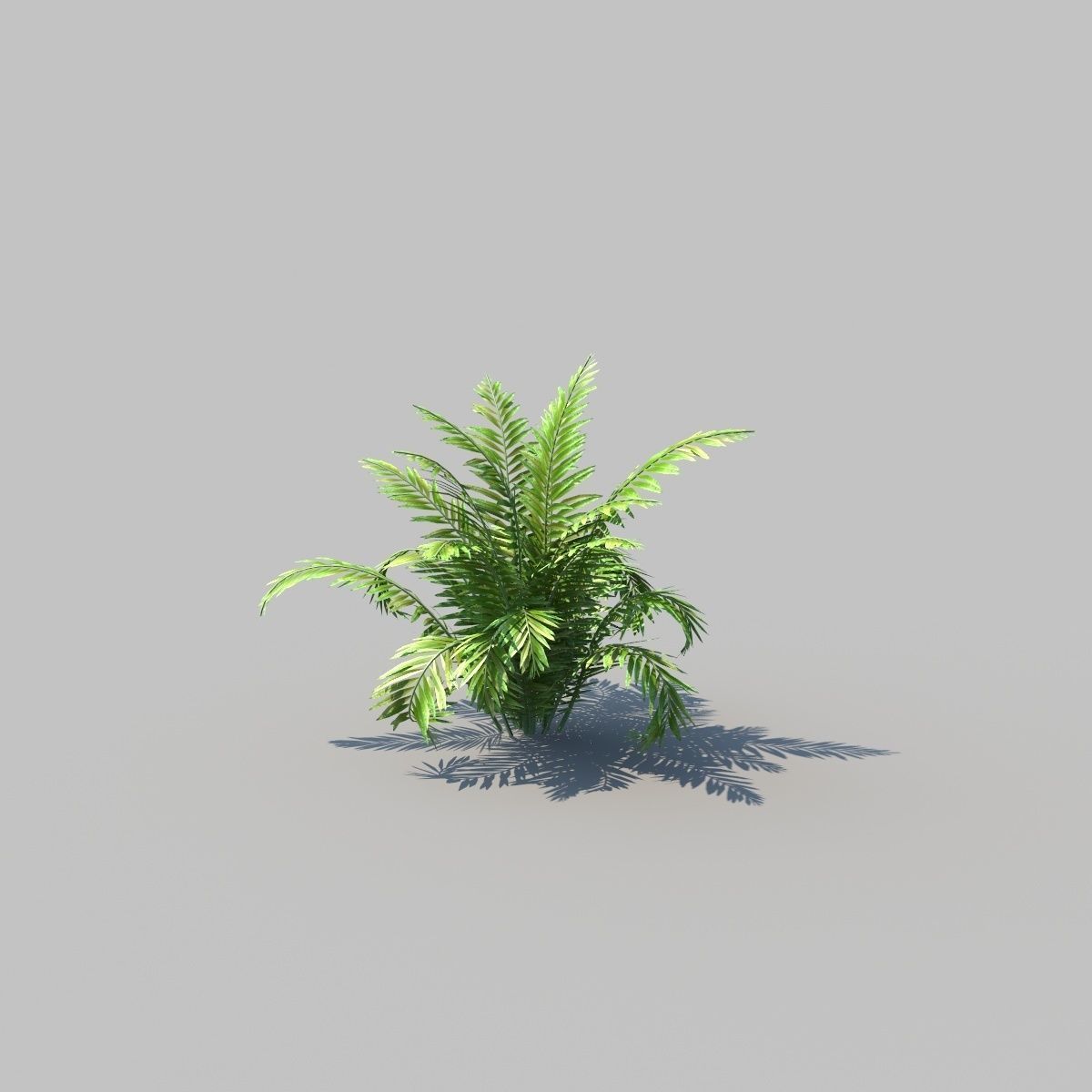Fish Tail Fern With Animation 3D model_4