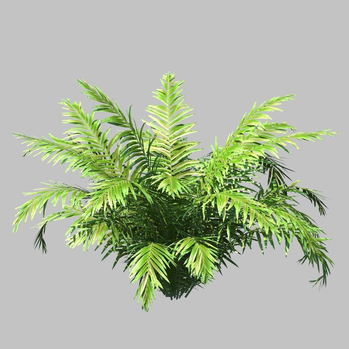 Fish Tail Fern With Animation 3D model_3