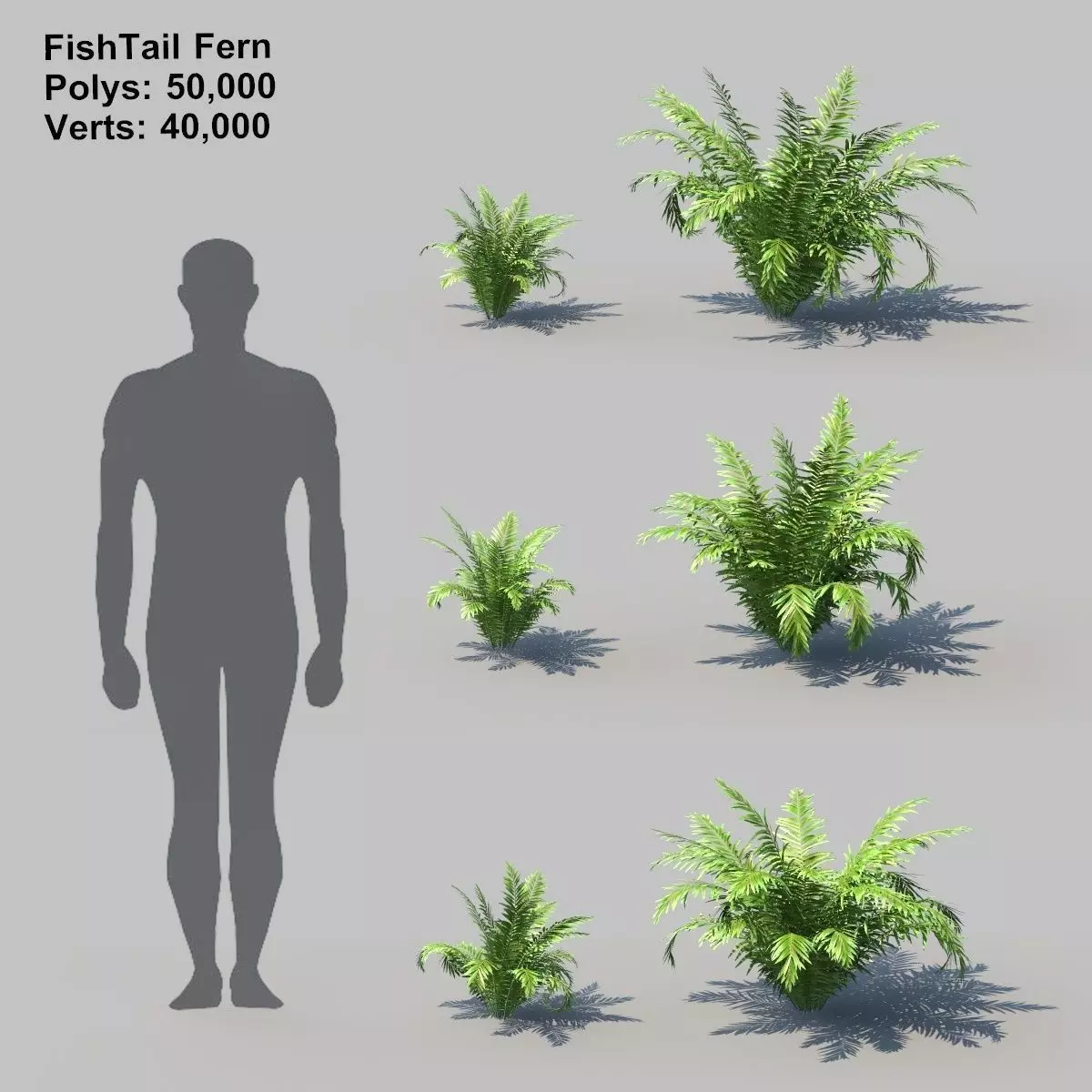 Fish Tail Fern With Animation 3D model_0