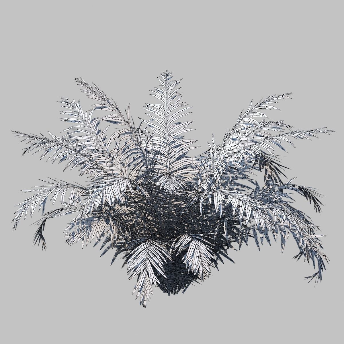 Fish Tail Fern With Animation 3D model_6