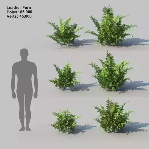 Leather Fern With Animation