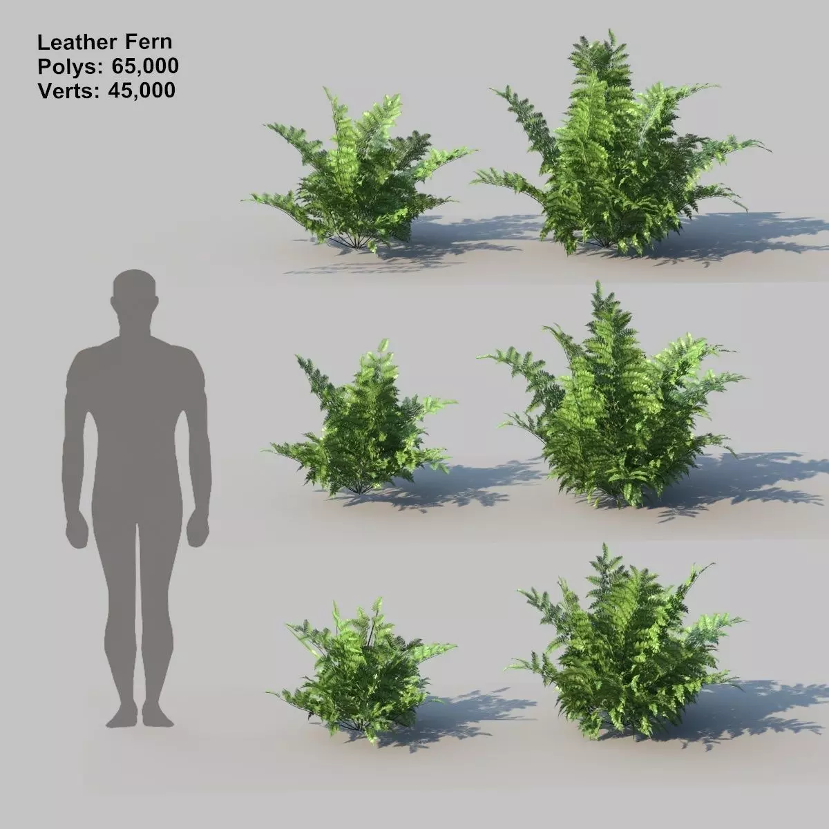 Leather Fern With Animation 3D model_0