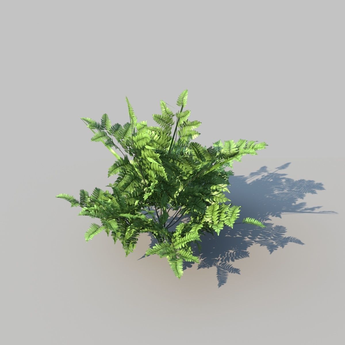 Leather Fern With Animation 3D model_4