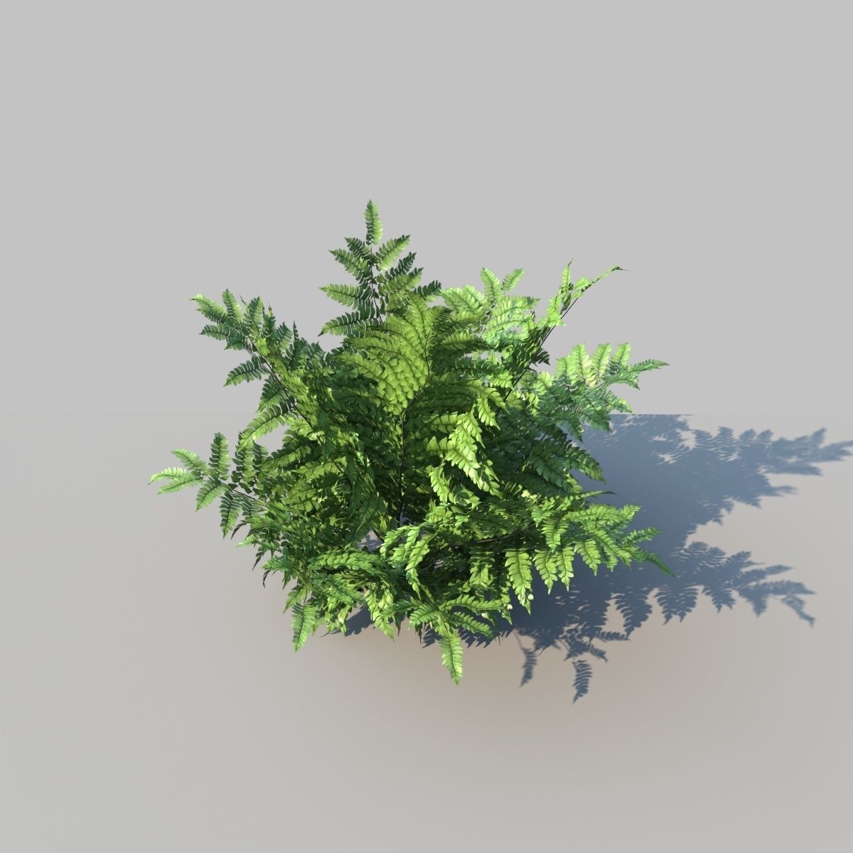 Leather Fern With Animation 3D model_5