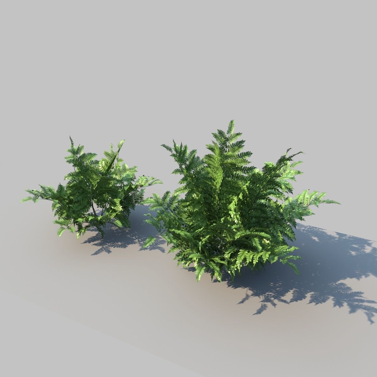 Leather Fern With Animation 3D model_3
